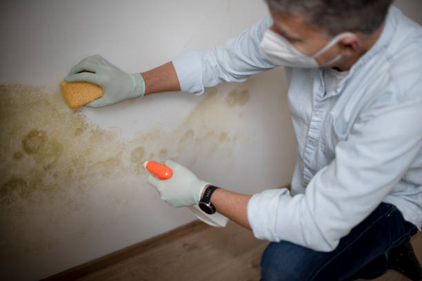 Office Mold Removal Services in New Baltimore, MI